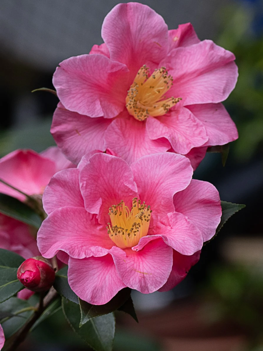 C. 'Leonard Messel' AGM
